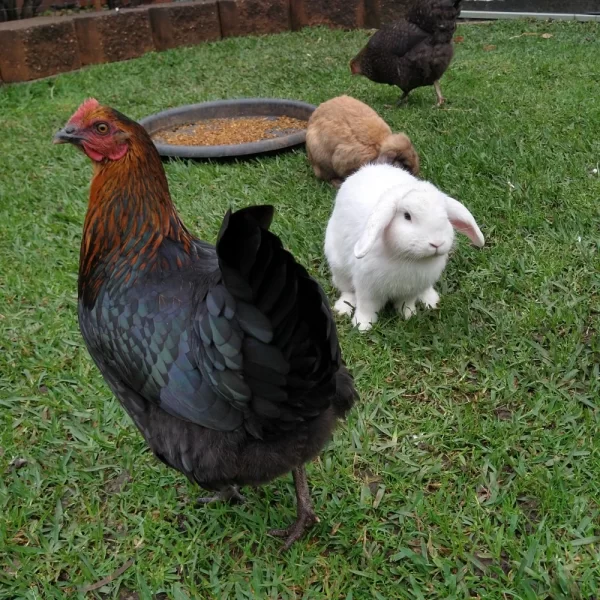 Rabbits and chickens on grass