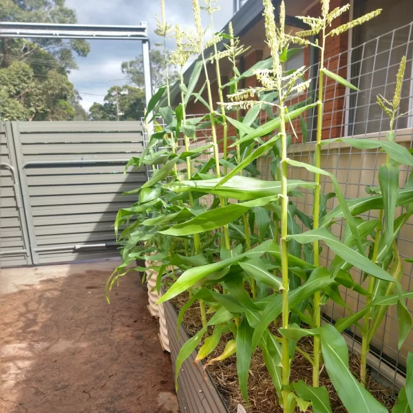 Corn Growing in a raised garden bed