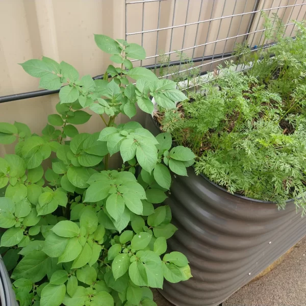 Potatoes and Carrots growing in a raised garden bed